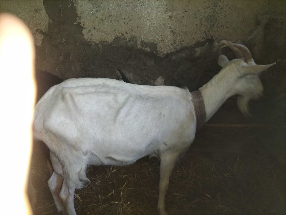Witam sprzedam 2 kozy z mlekiem