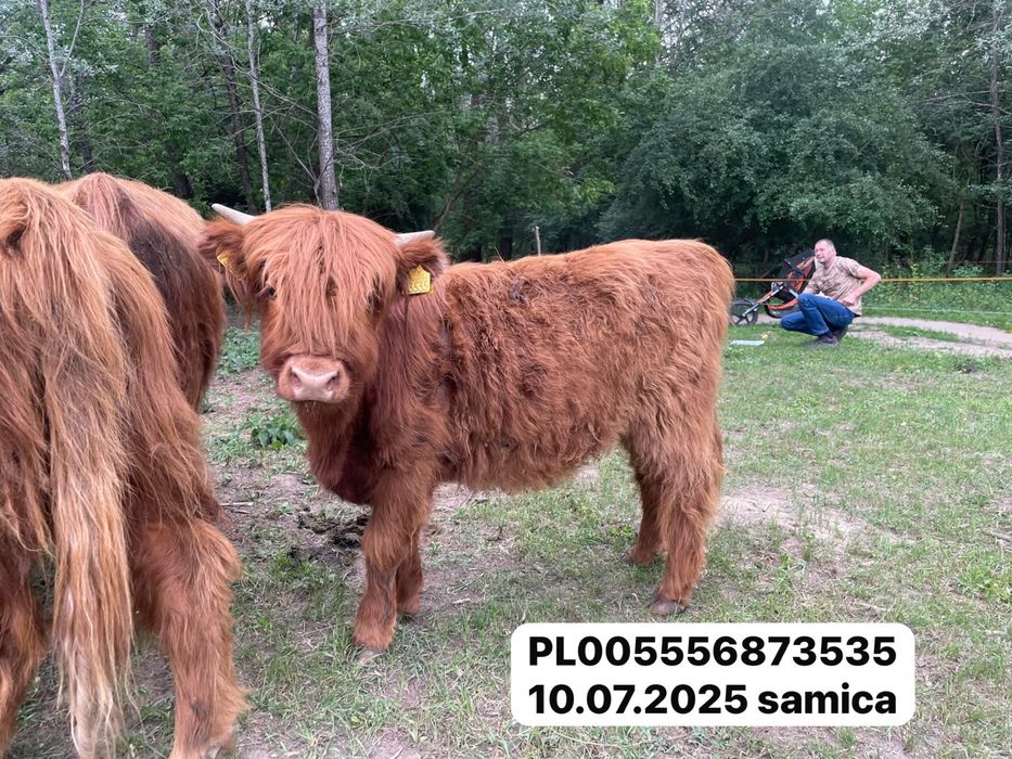 Krowa szkocka jałówka