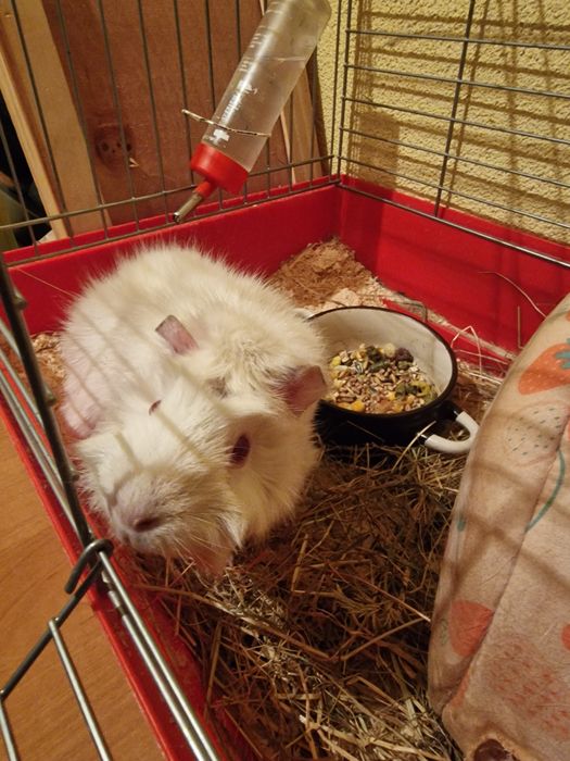 Oddam świnkę morską z klatką