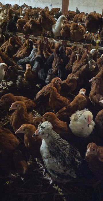 Kury Kokoszki 10 tyg! Dowóz do klienta lub odbiór osobisty!