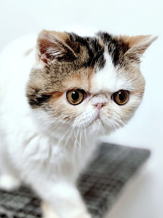 Екзотична короткошерста