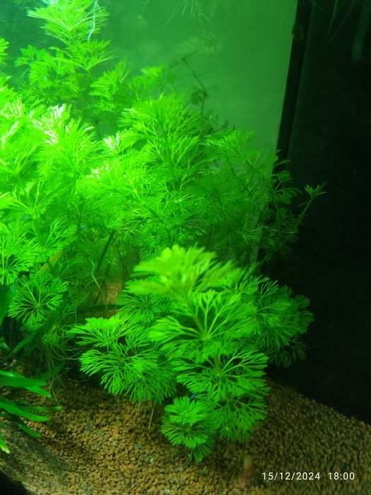 Vendo plantas aquário.