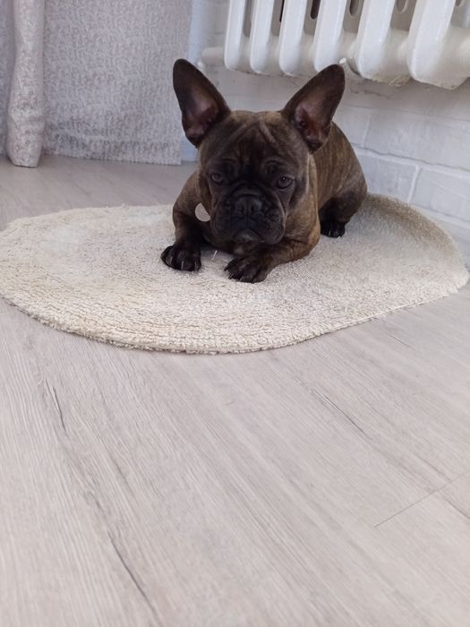 Французький бульдог дівчинка