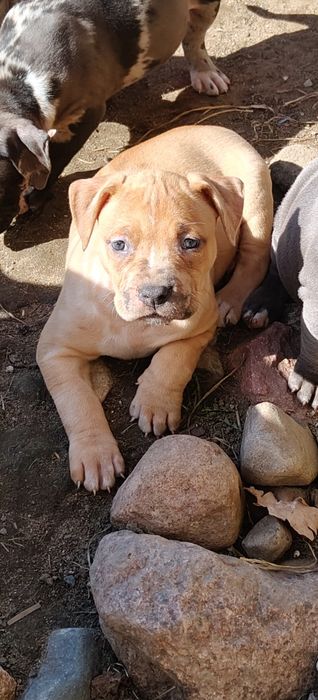 American Bully xl - suczka