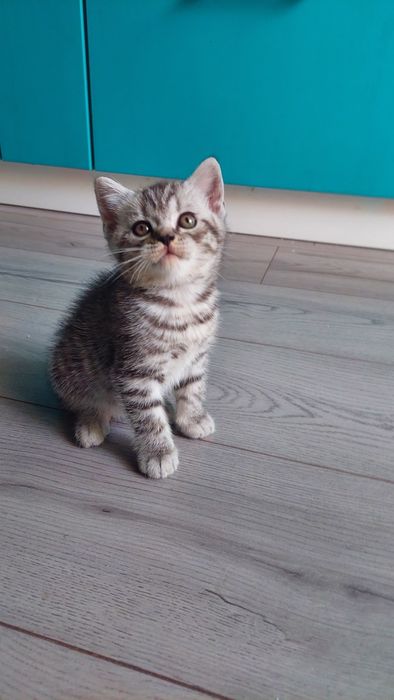 Кошеня Шотландське Скотіш страйт
