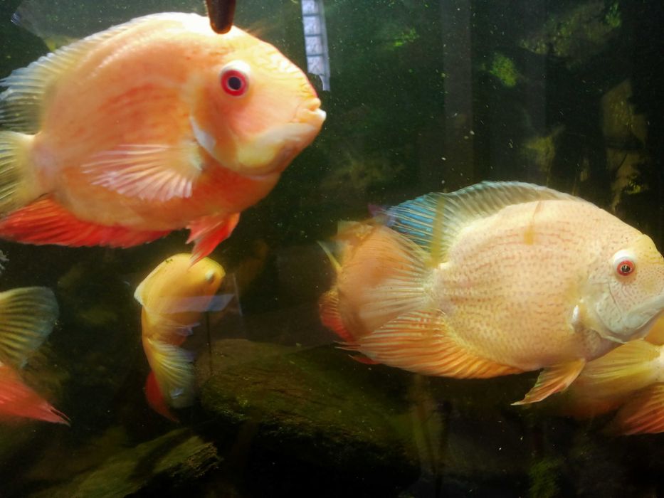 Akwarium - całość