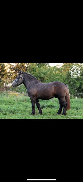 Siwy ogier zimnomrwisty