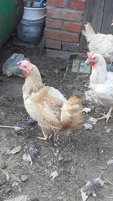 Продам курец мясо-яйчние.ДОМАШНИЕ