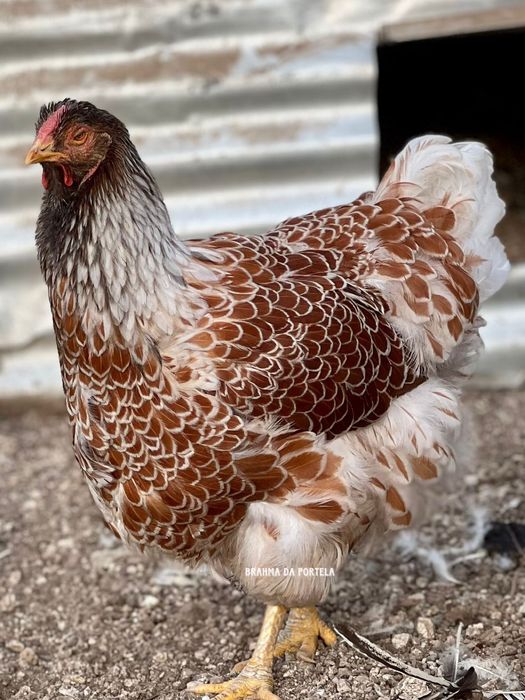 WYANDOTTE SPLASH ( OVOS )