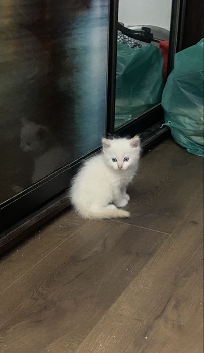 Тайский котенок крем-поинт голубоглазый/тайське кошеня