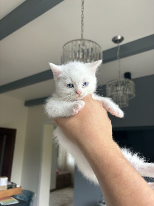 Кошенята британці