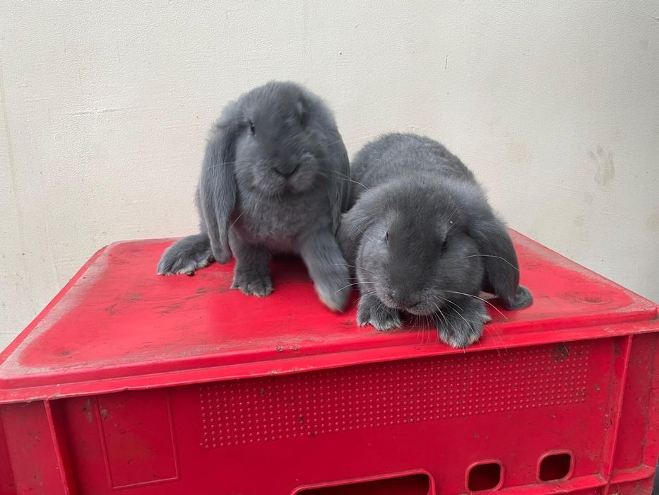 Sprzedam Baran Francuski