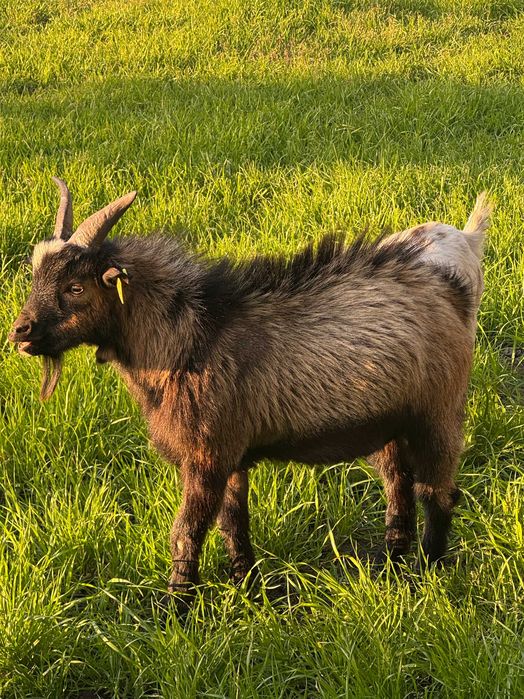 Cabras Anãs Évora