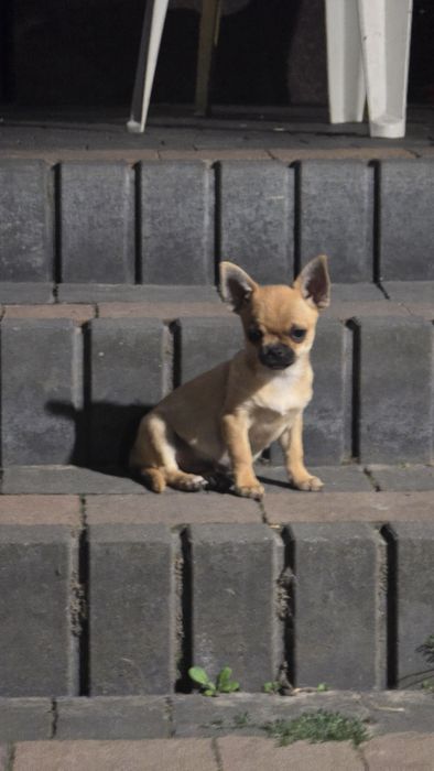 Chihuahua FCI rudy chłopczyk z czarną maską