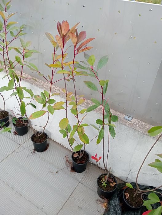 Photinias em vaso