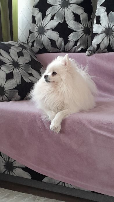 Померанський шпіц шукає наречену для в'язки