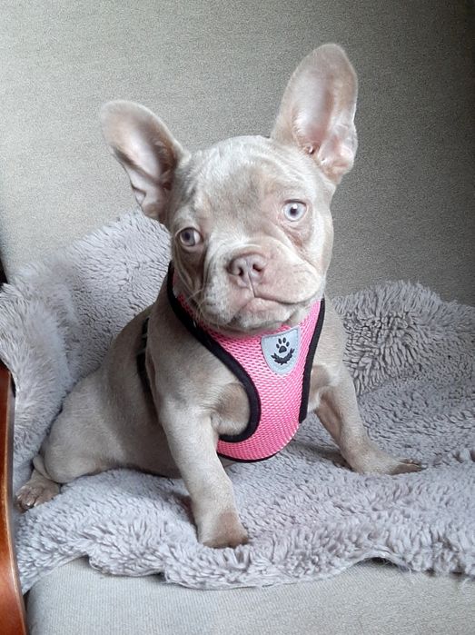 Buldog francuski suczka isabella