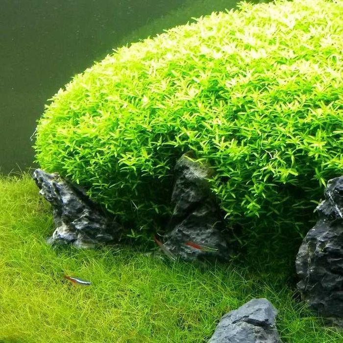 Emianthus Micranthemoides