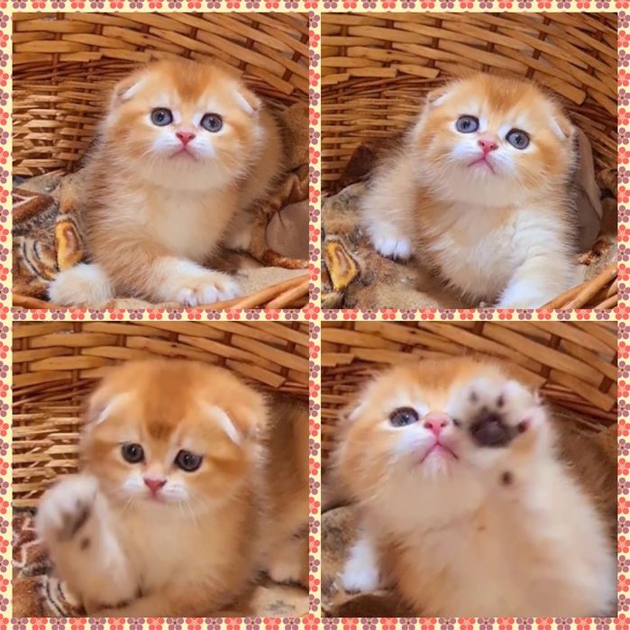 Бесподобный котик в редком окрасе