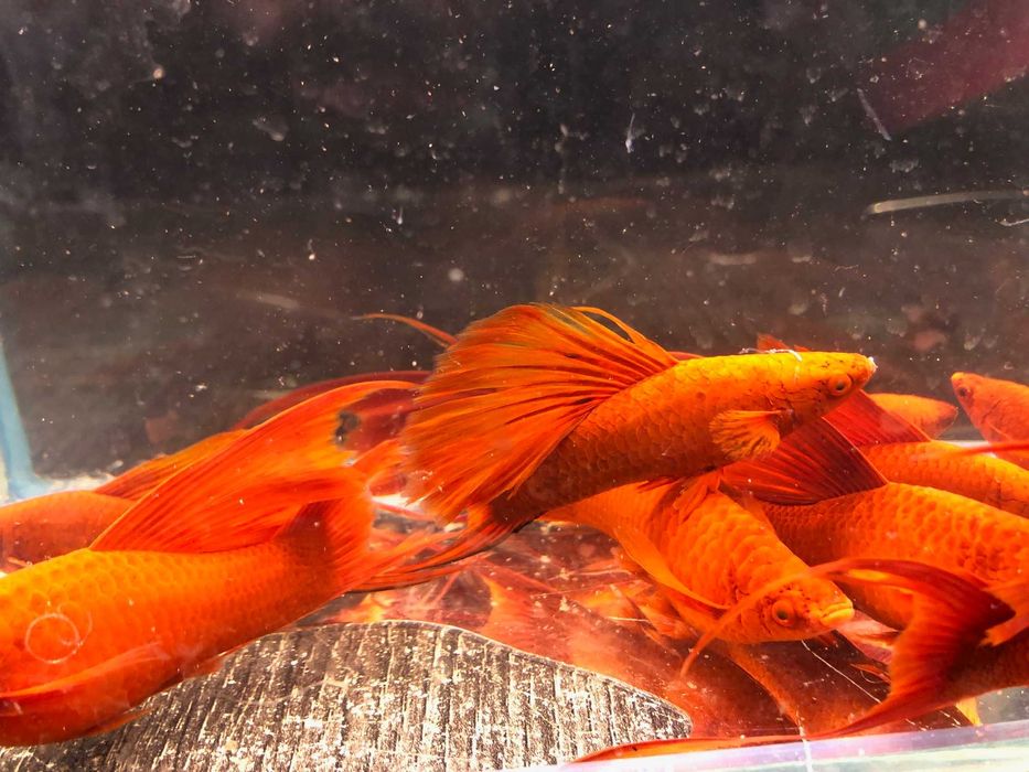 Mieczyk czerwony duże