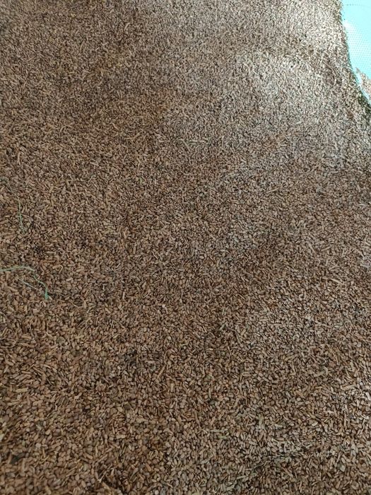 Sprzedam Seradele i Łubin