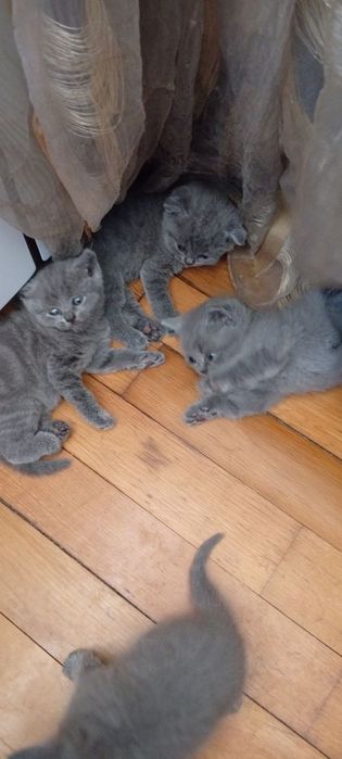 Шотландські кошенята