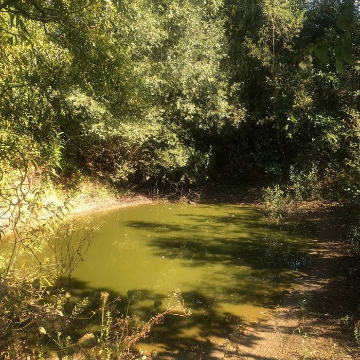 Будинок, ставок, земля біля Карпат, річка, ліс