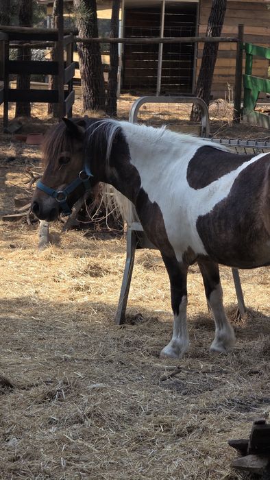 Póneis 2 fêmeas e 1 macho castrado