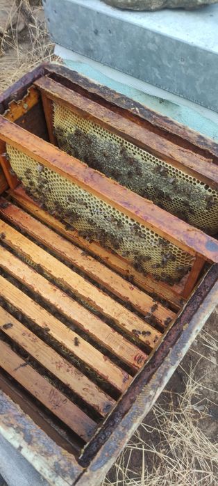 Kilo 8 euros...Mel multifloral.. castanheiro.. rosmaninho..esteva urze