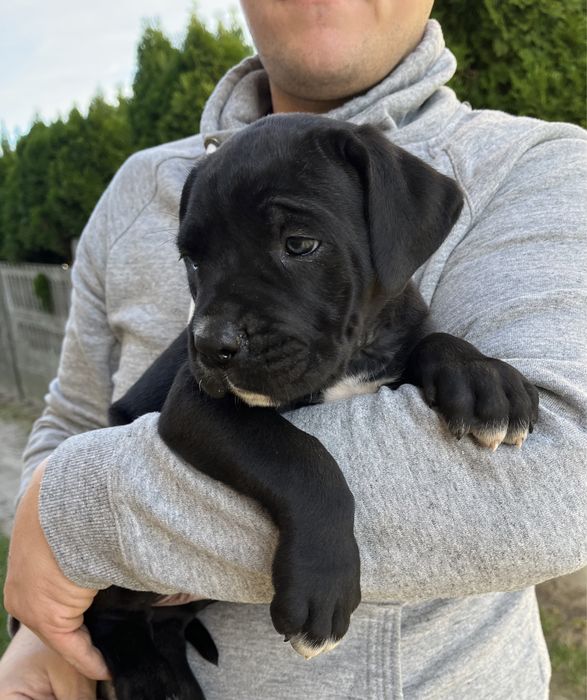 Cane Corso suczka