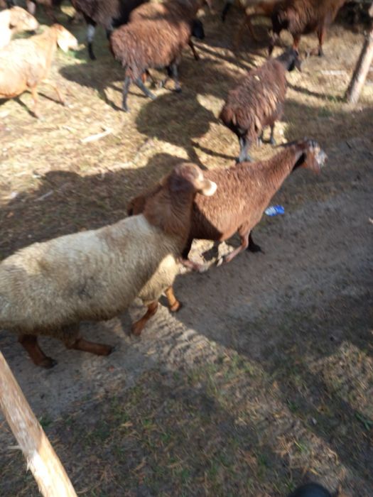 Продам баранов/ овец/ баранів