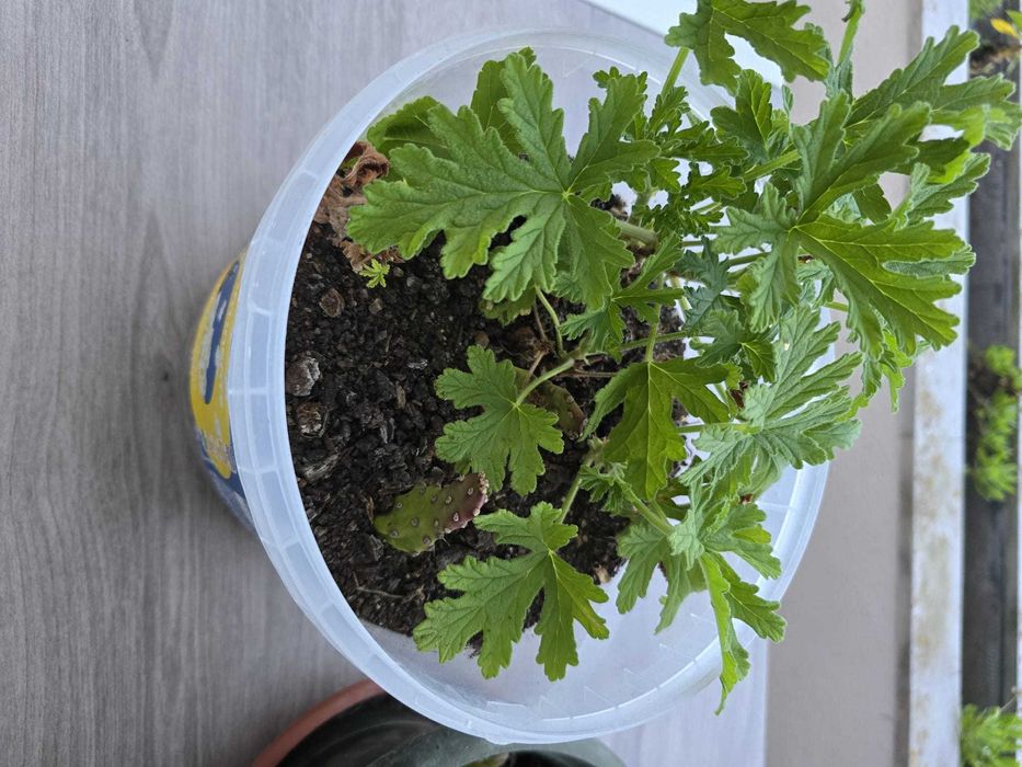 Suculentas  Catos  Sardinheiras  Aloe Vera ,Brincos de princesa e mais