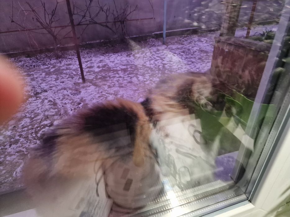 Віддам кицю в гарні руки