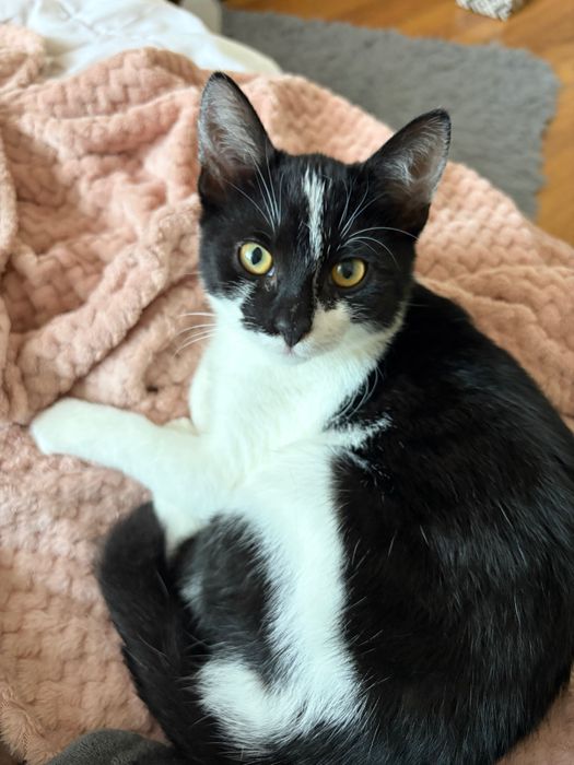 Rezolutna Maja do adopcji