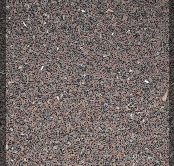 Фацелія - насіння. Сидерат. Медонос. Висока схожість.