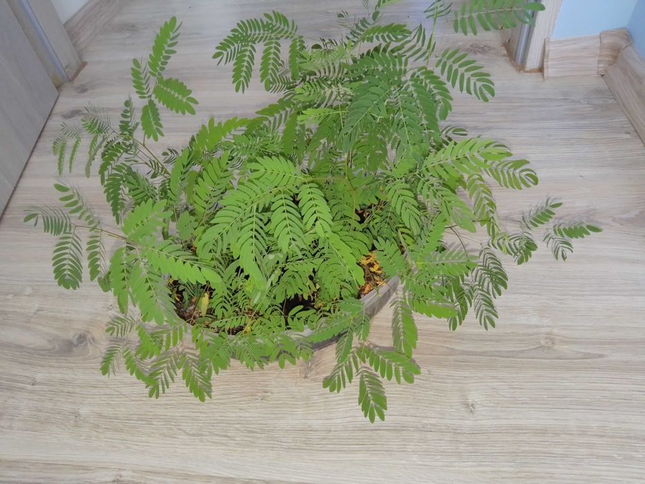 Mimoza wstydliwa