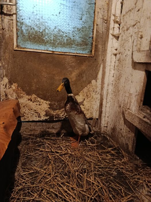 Sprzedam kaczora Biegusa