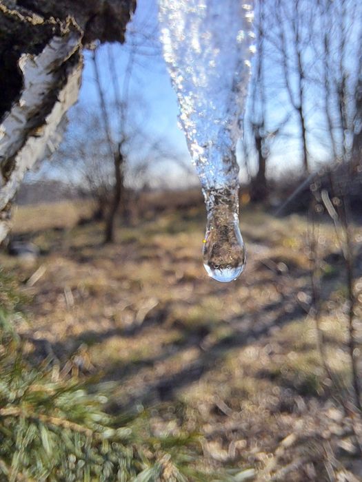 Oskoła - Sok z brzozy