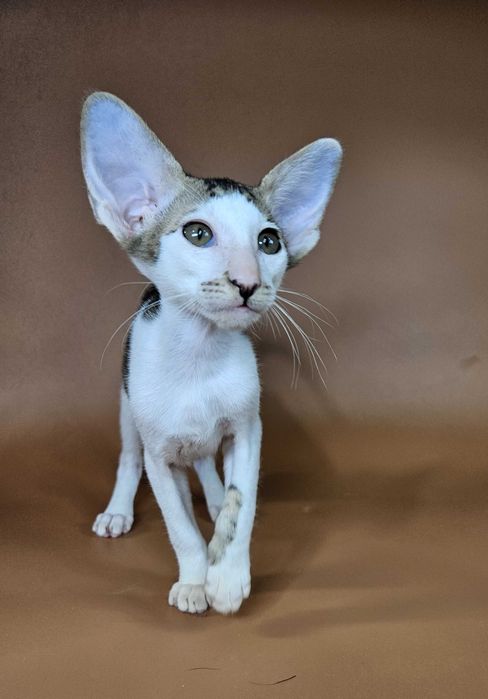 Ориентальный котенок девочка Ophelia