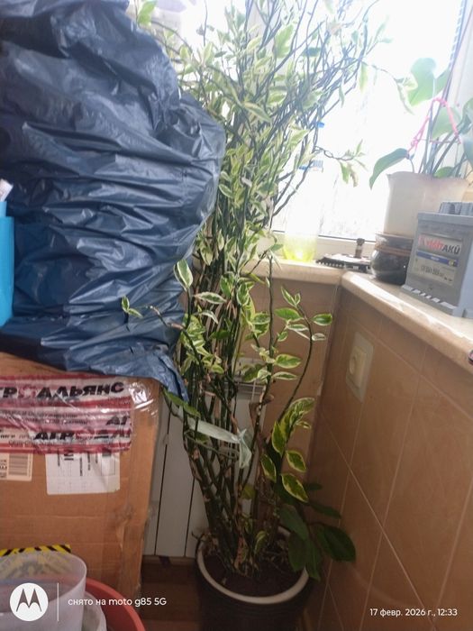 Вещи 52 размер,кофты,футболки ,штаны