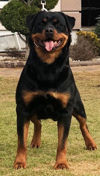 Топові дівчата ротвейлера.