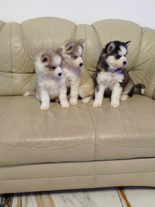 Siberian Husky suczka tel.-5.7.5.3.0.2.0.3.9.