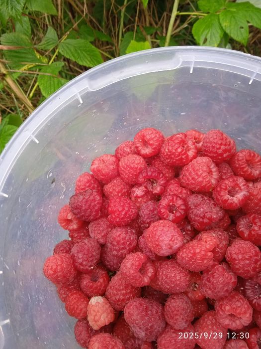 Кореневища малини сорту Еріка