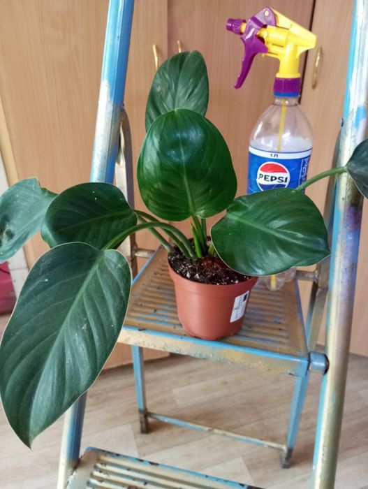 Филодендроны сорта