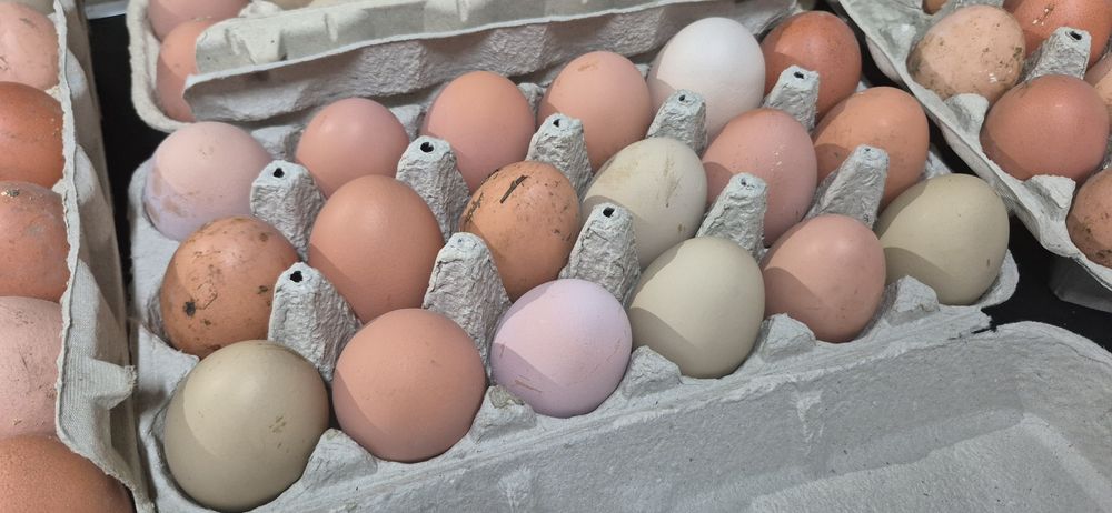 ovos caseiros  ALCOBAÇA