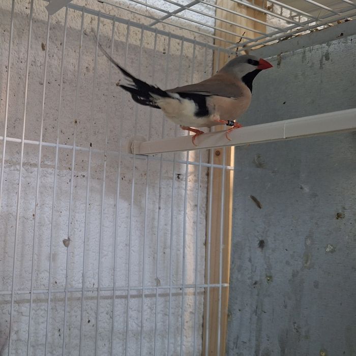 Aves para cedência diamantes bavete, mascarados, Degolados