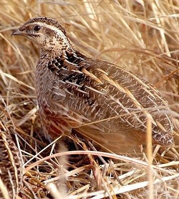 Ovos Férteis Codorniz Africana - Coturnix Delegorguei
