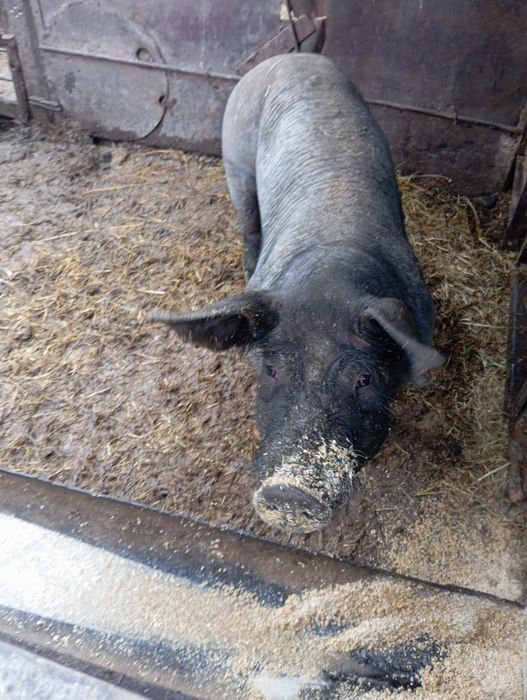 Свинина живым весом