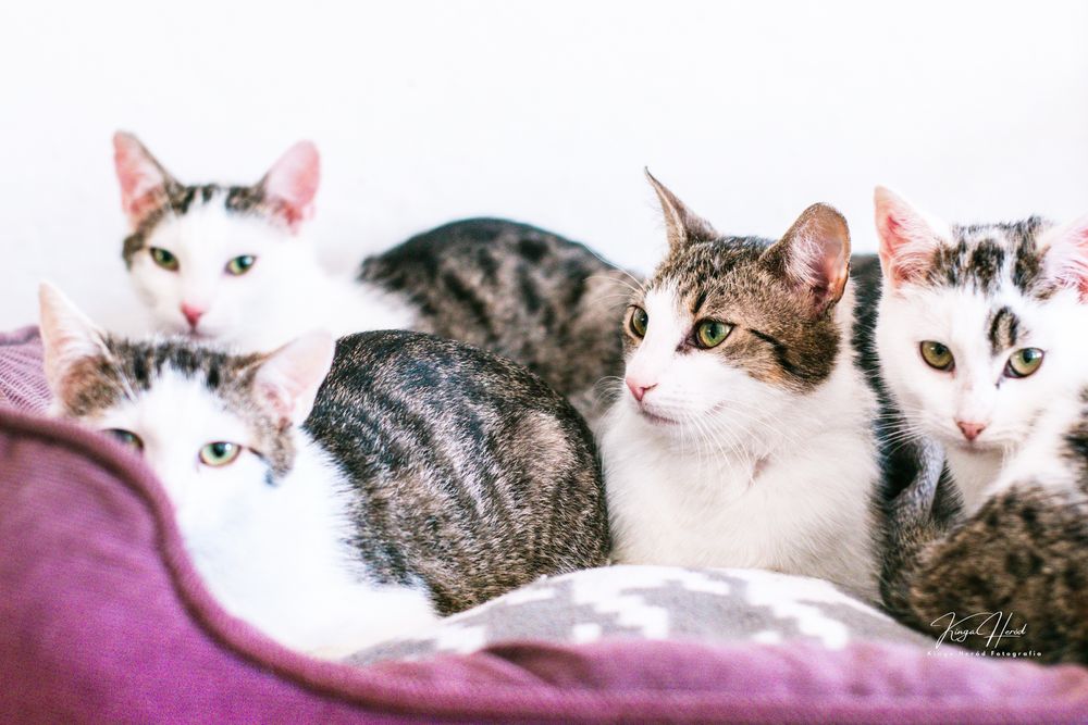 Bajka - nieśmiała, młoda koteczka do adopcji
