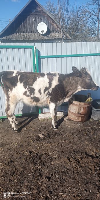 Продам телушку. Ціна договірна.